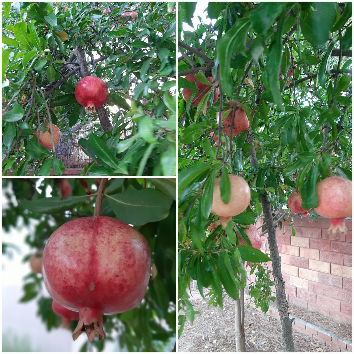 ebruzen28's tweet photo. "Gökten su indiren O'dur. Sonra Biz onunla her çeşit bitkiyi çıkarırız. O bitkiden bir filiz, ondan da büyüyüp birbirinin üstüne binmiş taneler, başaklar çıkarırız. Hurma tomurcuklarından sarkan salkımlar, üzüm, zeytin ve nar bahçeleri yetiştiririz…" (En'âm, 99). https://t.co/EOPrn7fEmo