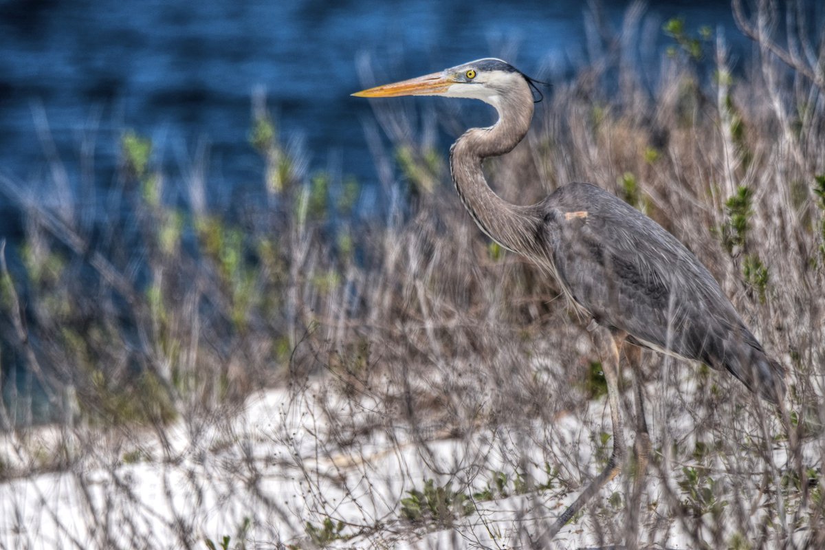 SparksCooks's tweet photo. A great blue heron in the brush
Pensacola Bay
Santa Rosa Island
#GFBWT #FloridaBirdingTrail
#birds #birding #birdphotography #birdwatching #wildlife #wildlifephotography #wildlifephotographer #nature #NaturePhotography #naturephotographer #naturelovers #floridabirds #AudubonFL https://t.co/FdnufFW2R7