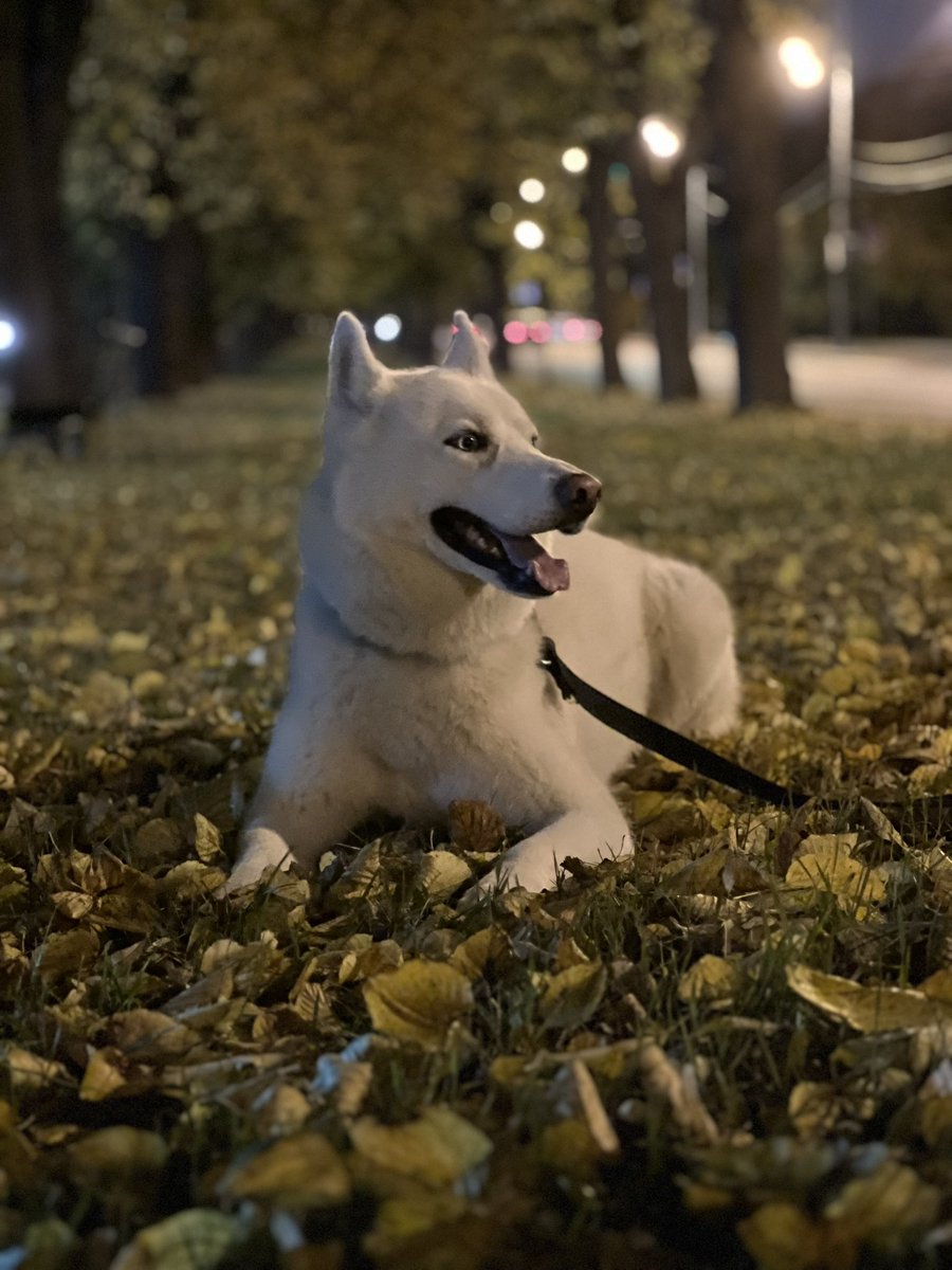 igor_ansmir (@ansmir_la_mos) on Twitter photo 