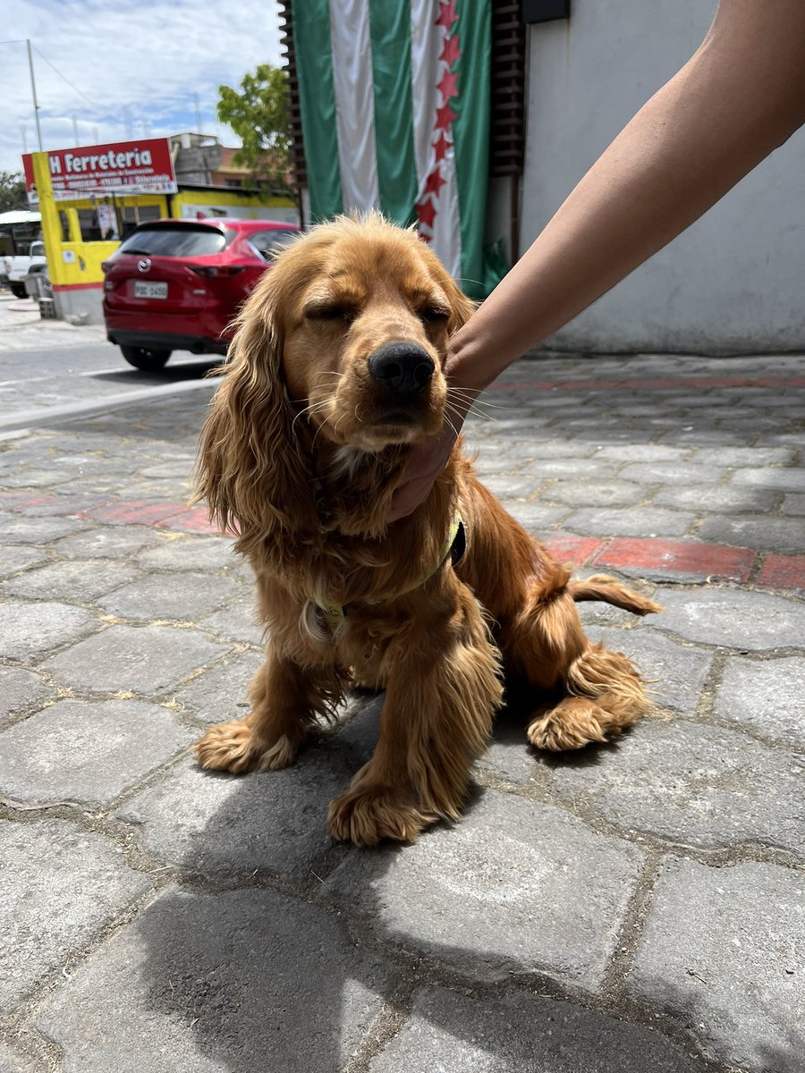 andres_moretaEC's tweet photo. Este perrito está perdido en Nayón y tiene un arnés verde, está limpio por lo que parece que recién se perdió.

Por fa compartan para que encontremos a su dueño https://t.co/6r70ShIYoa