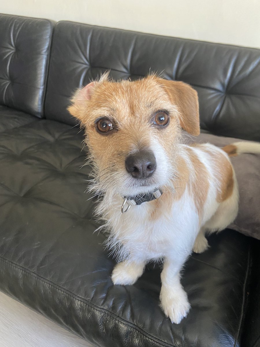 The birthday girl Teddy, she’s now 2 and is the best girl 💕💕