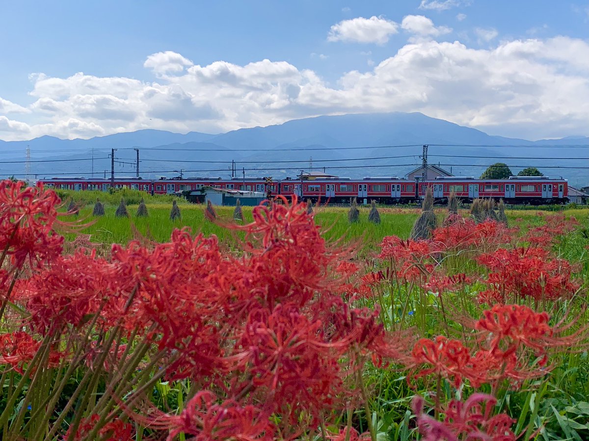 G9iygnS's tweet photo. 【道端を歩いてるとそこには】
開成の畑で撮影して富水行く途中で見つけた場所で沢山の彼岸花が咲いてました。2両隠れてしまいましたが、これはこれで。新しい場所を見つけて良かったです。
#1000形未更新
#未更新と風景
#1058F
#レーティッシュカラー
#ベルニナ塗装
#彼岸花 https://t.co/3VgJywCjWD
