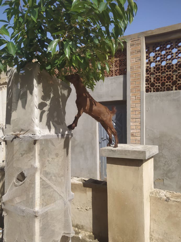 DahirMHashim's tweet photo. Yesterday's afternoon while inspecting some of our trees, I found this goat. People's attitudes toward the open rearing of animals are a major hindrance in the sustainability of our project.

#GreenUpKano 
#1Student1Tree https://t.co/S0BeOdhh8l