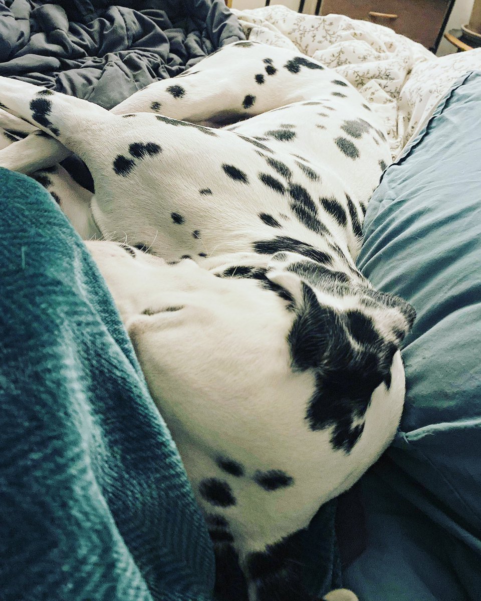 Nonotweaver's tweet photo. When you haven’t seen Mom in 2 days, morning cuddles are a must. 

#dog #dalmatian #dogsoftoronto https://t.co/Hq3FafWoBe