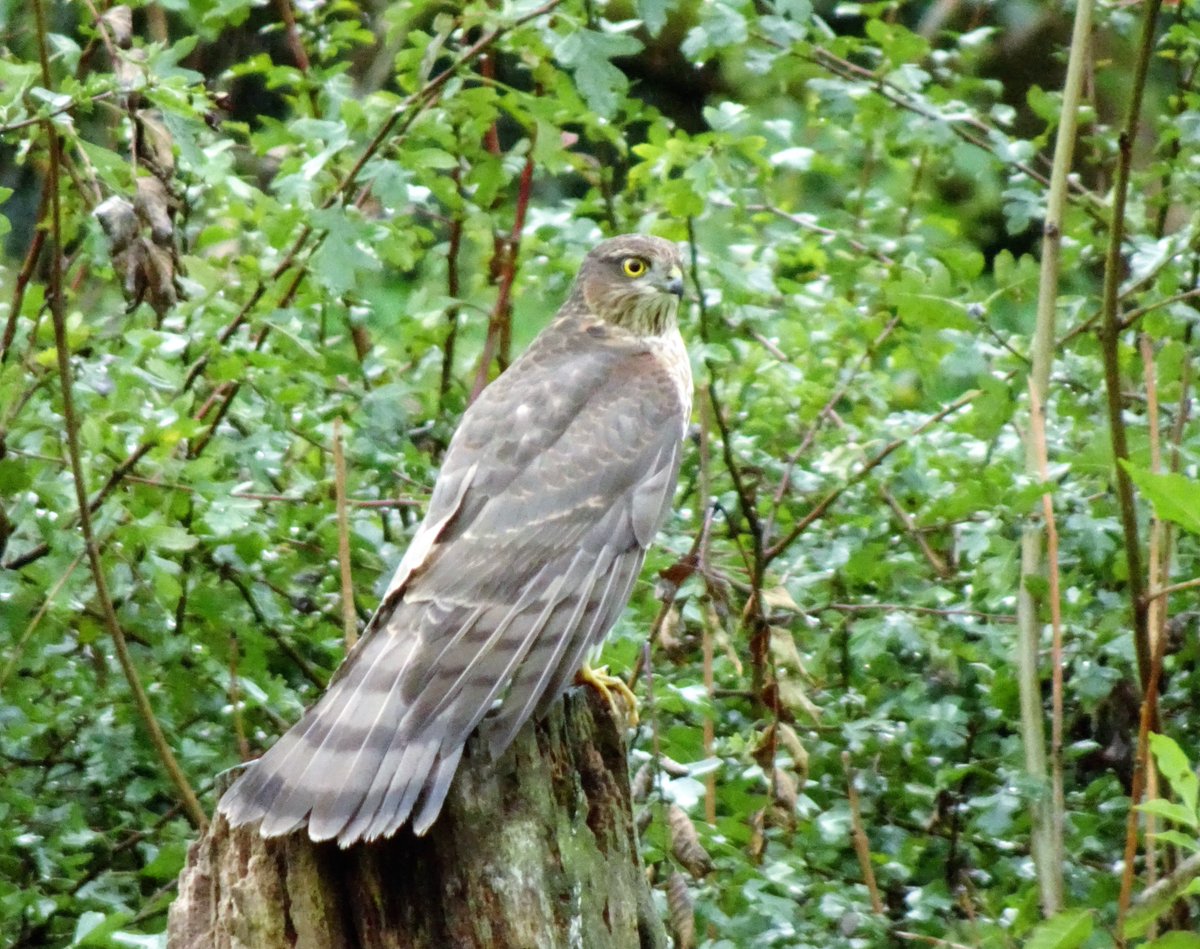 Oh, hello! 😮 #Sparrowhawk #Birdwatching #TwitterNaturePhotography