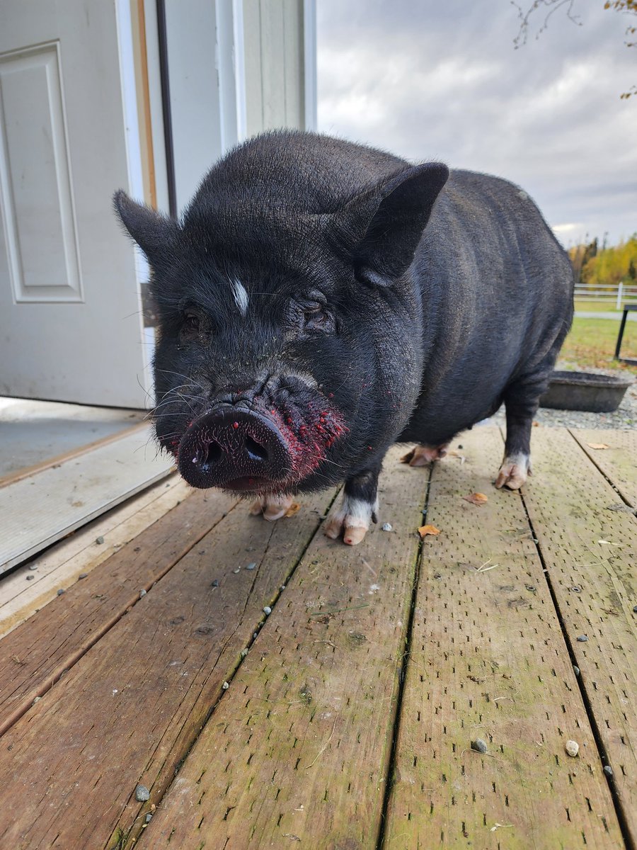 chefess86's tweet photo. @elissaben70 Buddy would give you raspberries to help calm the stomach but he can't find them... https://t.co/v5GOkar53t