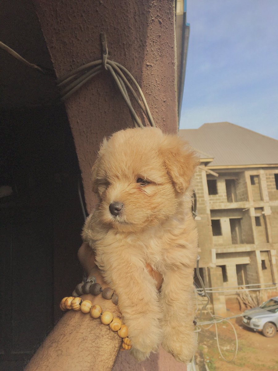 Alex46870002's tweet photo. Male Lhasa apso puppies for sale dm 😍 https://t.co/AZf93dXqum