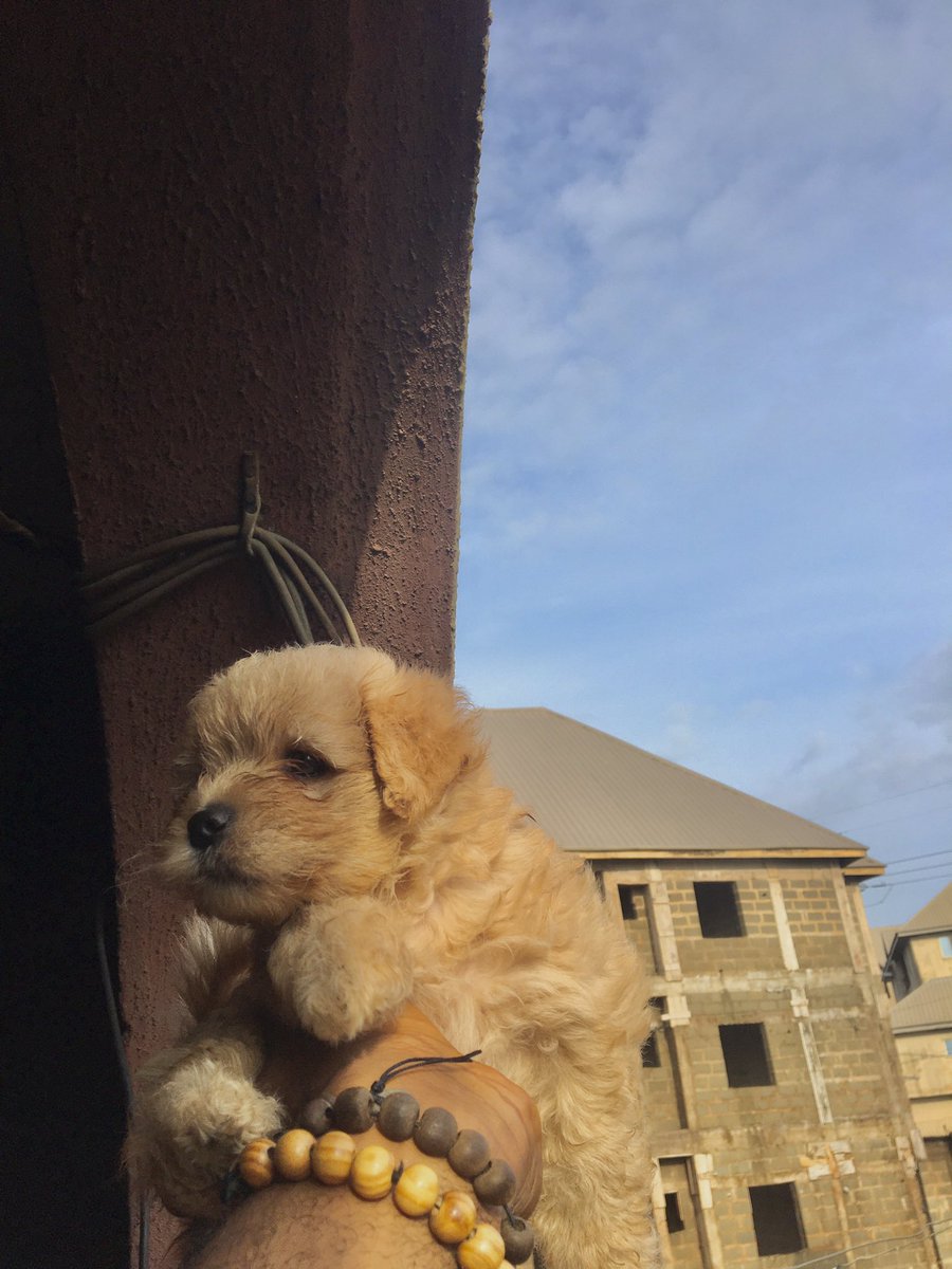Alex46870002's tweet photo. Male Lhasa apso puppies for sale dm 😍 https://t.co/AZf93dXqum
