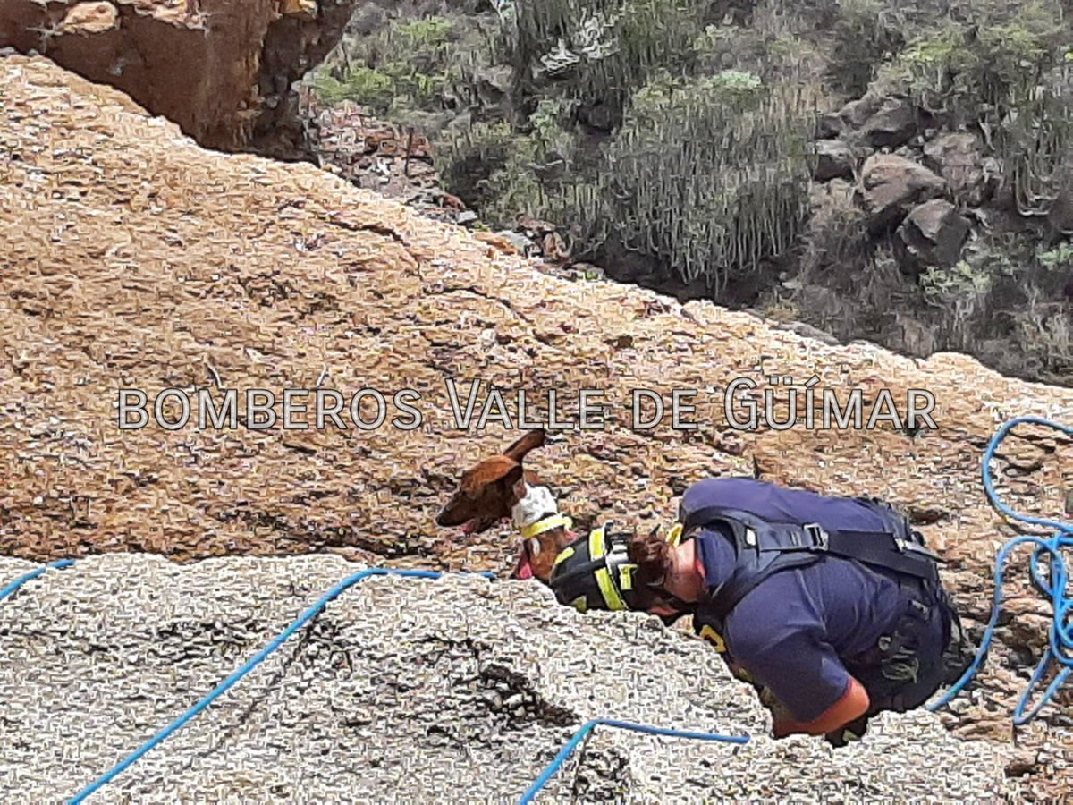 BomberosGuimar's tweet photo. Esta mañana fuimos activados por la central de coordinación para el rescate de un perro de caza. Al lugar también se desplazó una dotación de @BomberosTf y #GuardaRural.

#bomberosvallesegüímar https://t.co/8f37nH7dUd