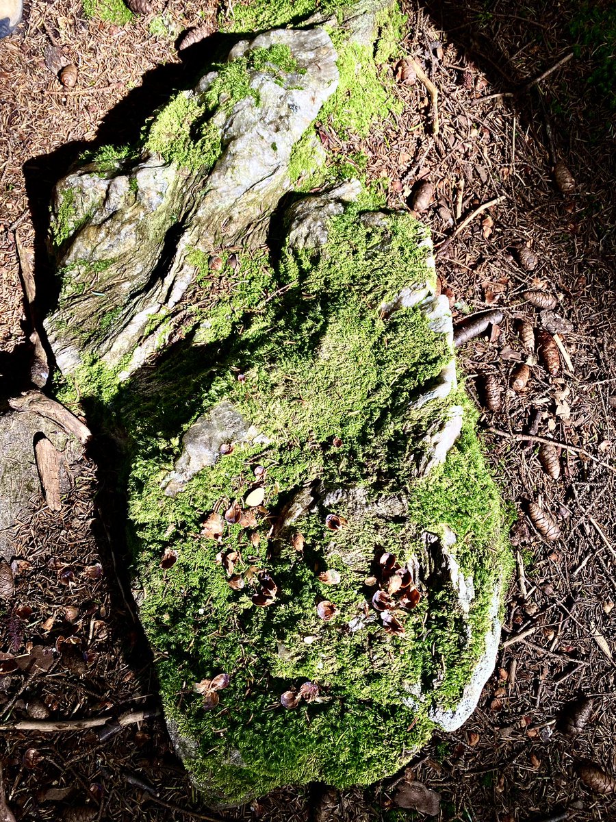 JayLeaWrites's tweet photo. Did I go on a hike or did I fall into a magical fairy land, full of colorful leaves, squishy moss, sparkly rocks and treacherous cliff faces (which I climbed)? Maybe it was the mushrooms 🍄 🤔🍁#FallHiking #MountCardigan #AdventuresOfTheWee #TrustTheFungus #MountainOfQuartz https://t.co/bzBz1rErTw