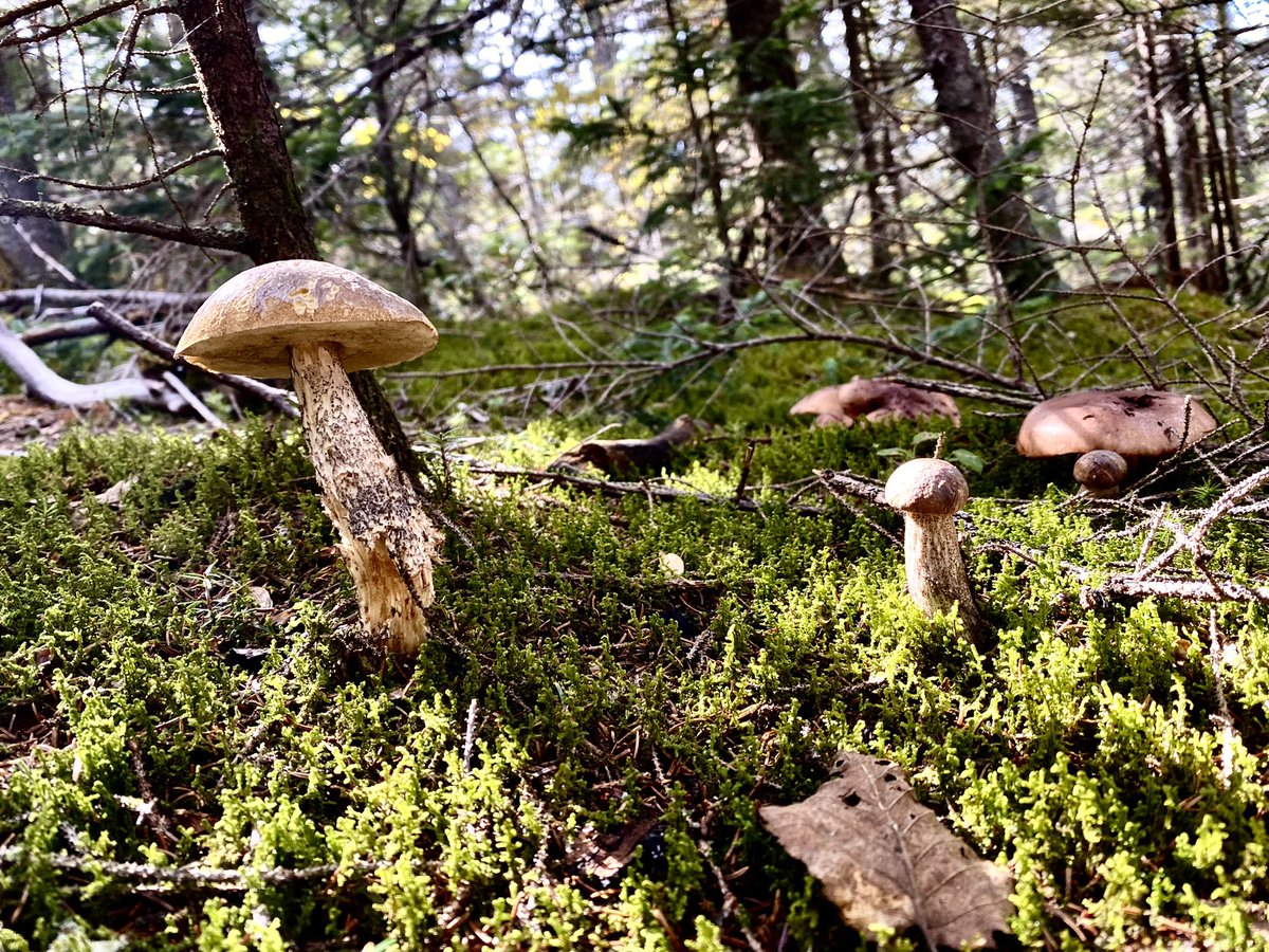 JayLeaWrites's tweet photo. Did I go on a hike or did I fall into a magical fairy land, full of colorful leaves, squishy moss, sparkly rocks and treacherous cliff faces (which I climbed)? Maybe it was the mushrooms 🍄 🤔🍁#FallHiking #MountCardigan #AdventuresOfTheWee #TrustTheFungus #MountainOfQuartz https://t.co/bzBz1rErTw