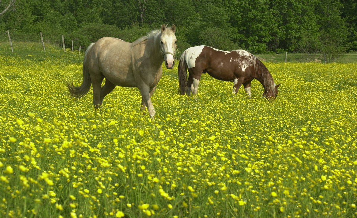 PlanChautauqua's tweet photo. It's #WorldFarmAnimalsDay, so #celebrate all the #LocalFarms raising animals in #ChautauquaCounty.  43,000+ cattle, 500+ pigs, 1,300+ sheep, 1,200+ goats, 1,900+ equine and 8,600+ poultry.
#AGinCHQ #CHQ #CHQLocalFood #DairyFarms #FarmCHQ #LocalFood #ThankAFarmer https://t.co/gXiNjJH9PP