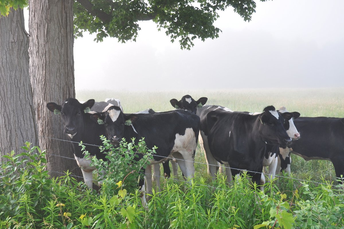 It's #WorldFarmAnimalsDay, so #celebrate all the #LocalFarms raising animals in #ChautauquaCounty.  43,000+ cattle, 500+ pigs, 1,300+ sheep, 1,200+ goats, 1,900+ equine and 8,600+ poultry.
#AGinCHQ #CHQ #CHQLocalFood #DairyFarms #FarmCHQ #LocalFood #ThankAFarmer