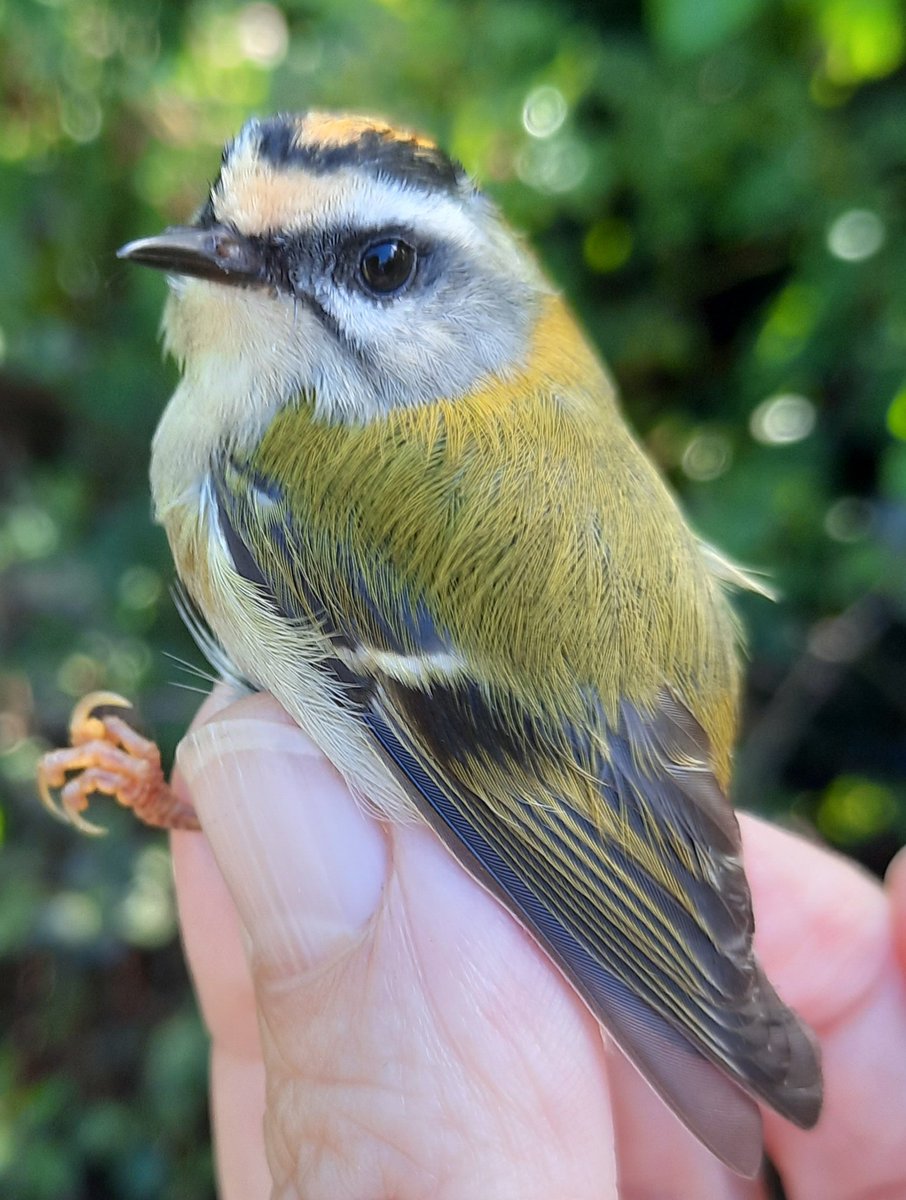 After wet morning, nice to catch a pair of Firecrest in the garden over lunch.