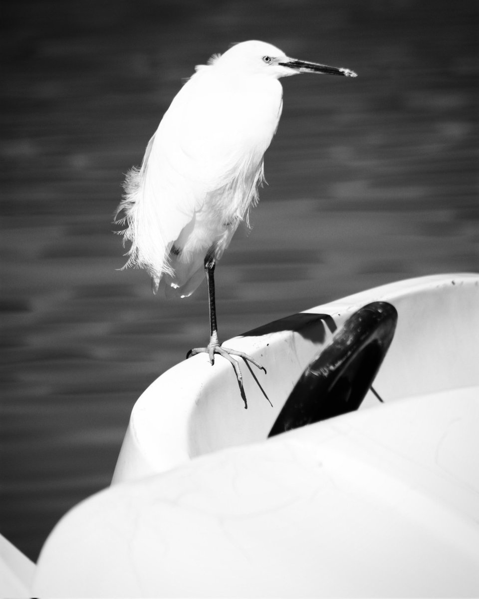 Perfectly Balanced, 2022
#PhotographyIsArt #photography #fotografia #fotografía #fotografie #blackandwhitephotography #bw #blackandwhitephoto  #bnwphotography #bnw #nature #Monochrome #birdslover #bird #PhotoArt #photo #Foto #naturebirds #bnw_captures  #photographylovers #birds