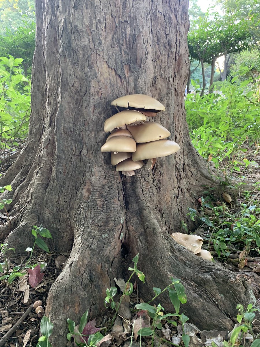 simbaharu's tweet photo. 童話の世界だ。🍄 https://t.co/NaJHDpGbLK