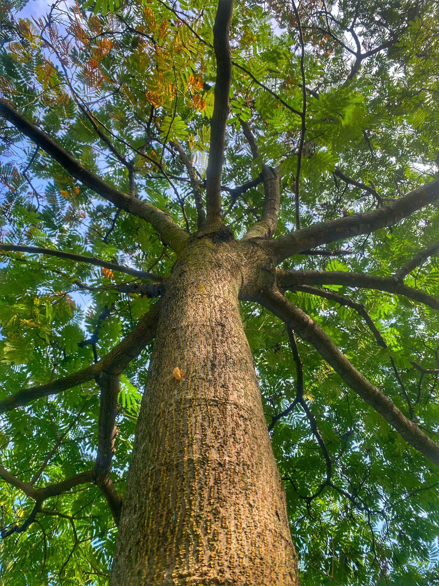 Fenerin maçı var 🙌 ama ağaç yeşil, selfie de değil bu..! 🥳😅 ama olsun maç var mı var. Yenecek miyiz? Evet ..!
