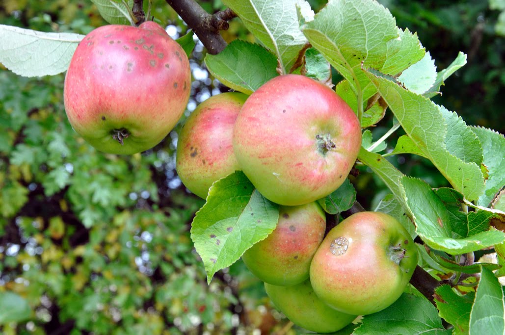HelmsleyWalledG's tweet photo. Our final apple fact of October  - the first Bramley's Seedling tree grew from pips planted by Mary Ann Brailsford in her garden in Nottinghamshire in 1809. Mary left the house when she married and never saw the apples that were produced. @HelmsleyWalledG #AppleMonth #AppleFact https://t.co/XuhguceHie
