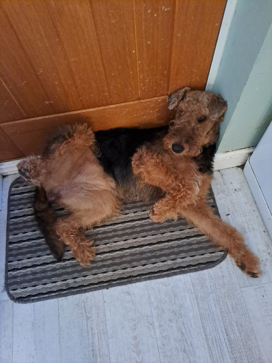 perfectly_ruby's tweet photo. Oh, Hoomummy, I is in the seasonings and has a tummy ache. Gentle belly rubbings pleeese. #sorryformyself #dogsoftwitter #Airedale https://t.co/5yjOzp1ara