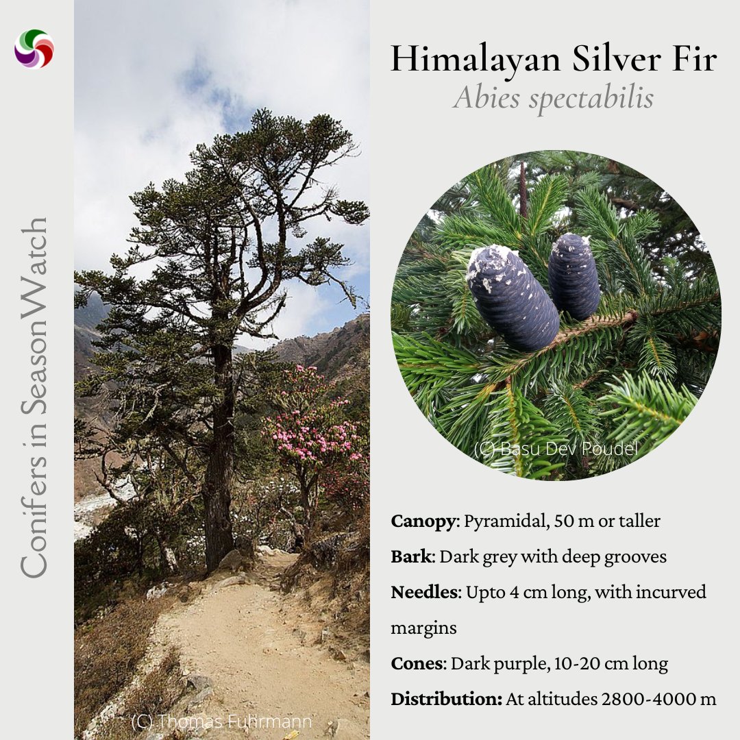 seasonwatch_in's tweet photo. Meet the first two conifers - the Himalayan Fir and the Himalayan Silver Fir.
Can you spot the differences between these species?
.
#fir #silverfir #Himalayas #FloraPhotoSaturday #trees #seasonal #climate #CitizenScience #SundayShare #speciessunday #seasonwatch https://t.co/Nf6b1ZBSpJ