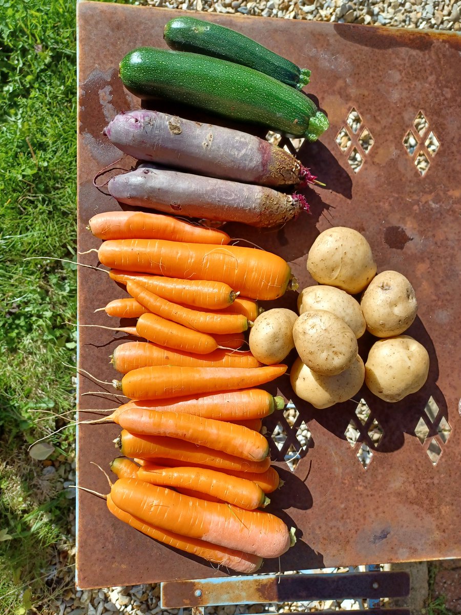 Fresh vegetables from the garden - been a good season 
#HealthyFood @AllotmentGarden