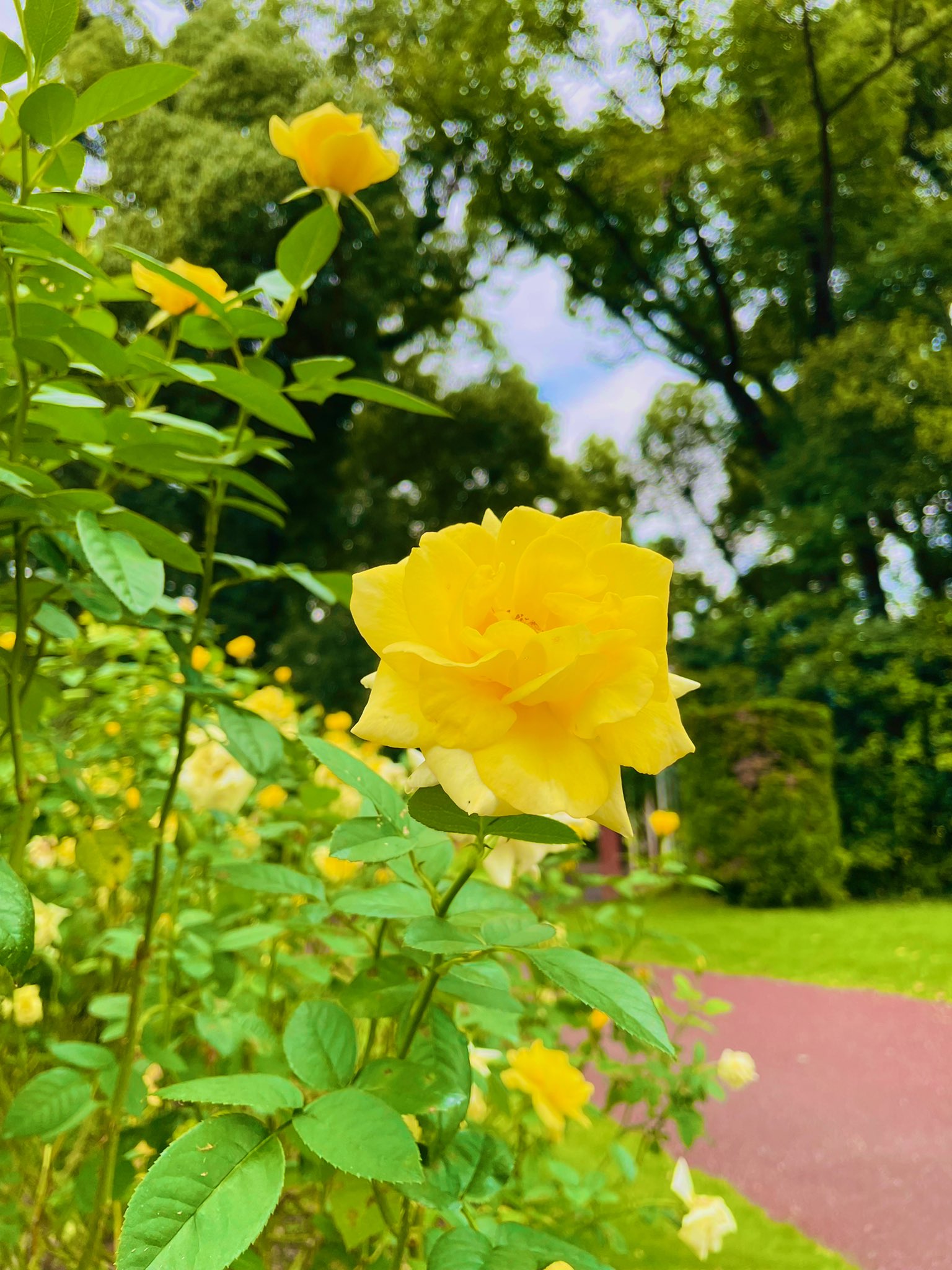 癒しの花 Twitter Search Twitter