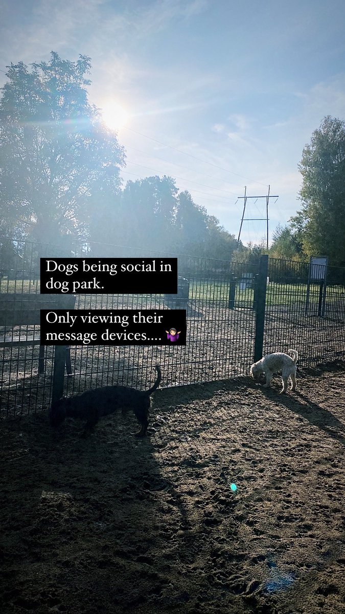 NKeskievari's tweet photo. #moderndogs #dogs #dogpark https://t.co/4KknC4B35N