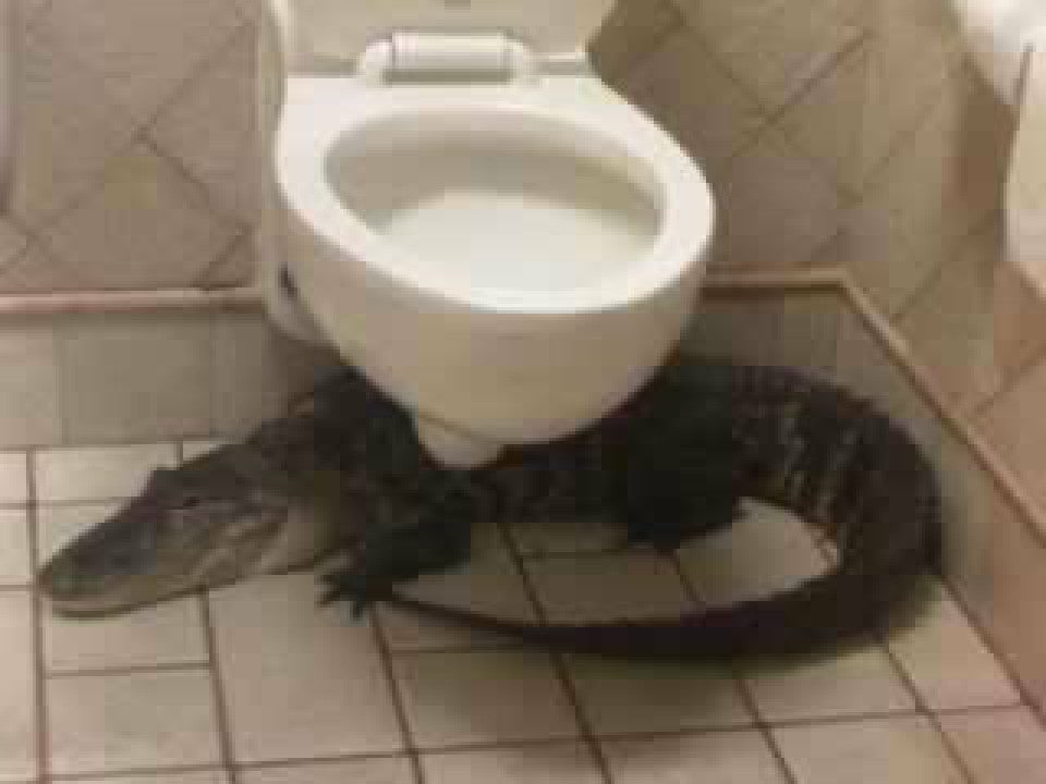 GatorsDaily's tweet photo. toilets with welcoming auras https://t.co/5GrGtMhlh1