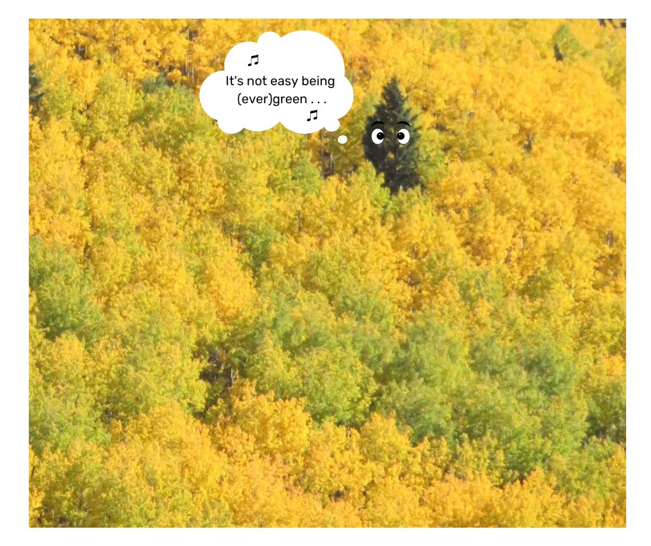 SharonSivinski's tweet photo. I wonder what it's like . . .
#aspens#comic https://t.co/U8ePZdbbvE
