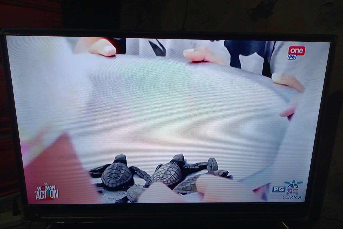 juceliancmaure's tweet photo. Cutiiieessss 🐢🐢🐢

#WomanInAction
@WomanInActionPH https://t.co/MplJ5UbdRu