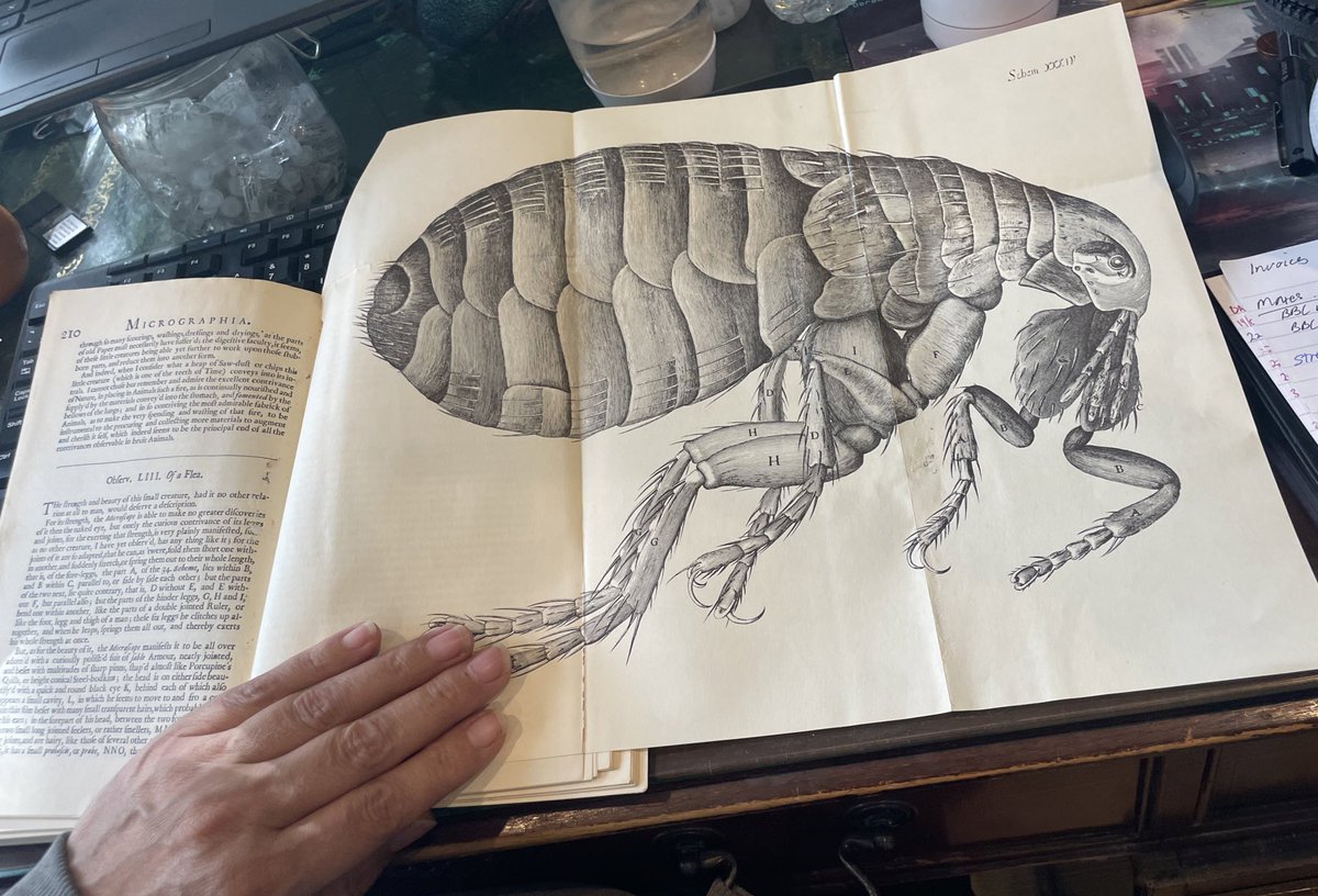 Dr Erica McAlister tweet media