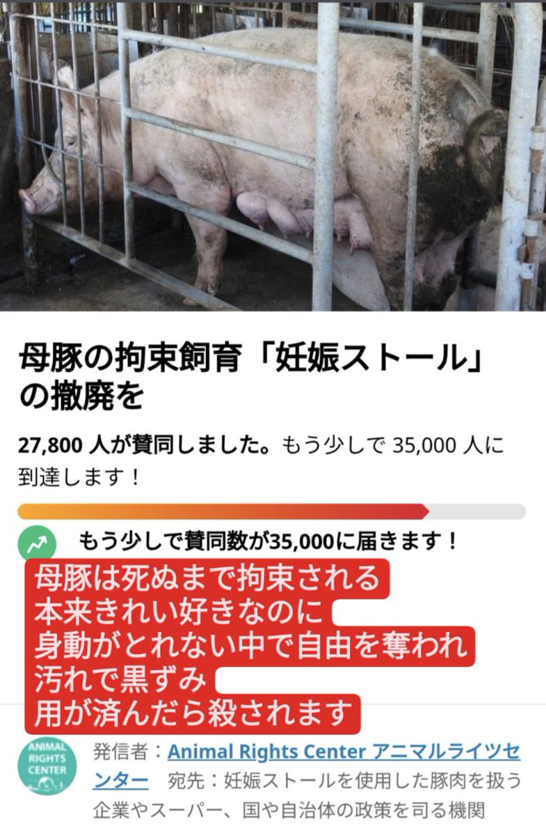 yukinoimai1027's tweet photo. 「妊娠ストール」世界では廃止の動きもある中、日本における使用率は４年前の調査では91.6%(2018年日本養豚協会調査)
#見てもギョッとしない畜産
#動物はモノじゃない
10月2日 世界家畜の日
World Farm Animals Day
（農用動物を守る日） https://t.co/vgdAh9aZ2o