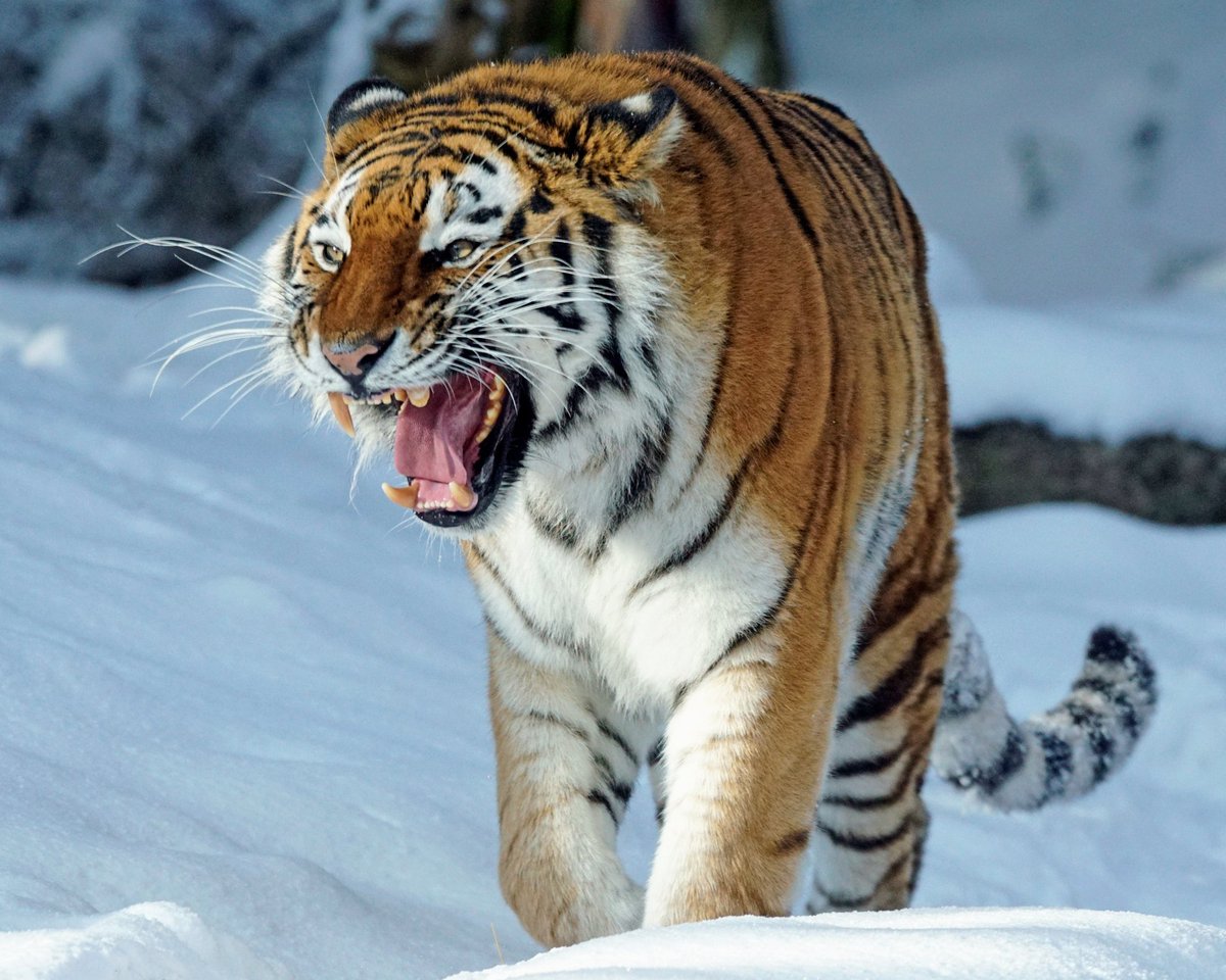 bestnomoj's tweet photo. Nova aldono! 🌏 Siberia tigro ( Panthera tigris altaica ) #Aziajbestoj | #Esperanto #bestnomoj #bestoj https://t.co/HgqMgTd1cO