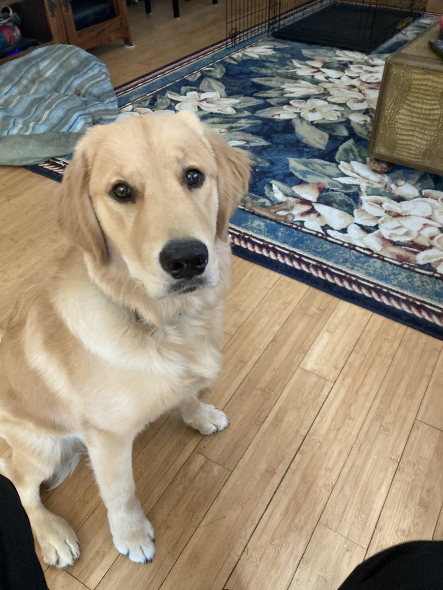Atiesnhoj's tweet photo. @nathaliejacoby1 Sammy the eight month old golden retriever ♥️ https://t.co/SYnbhrTDaJ
