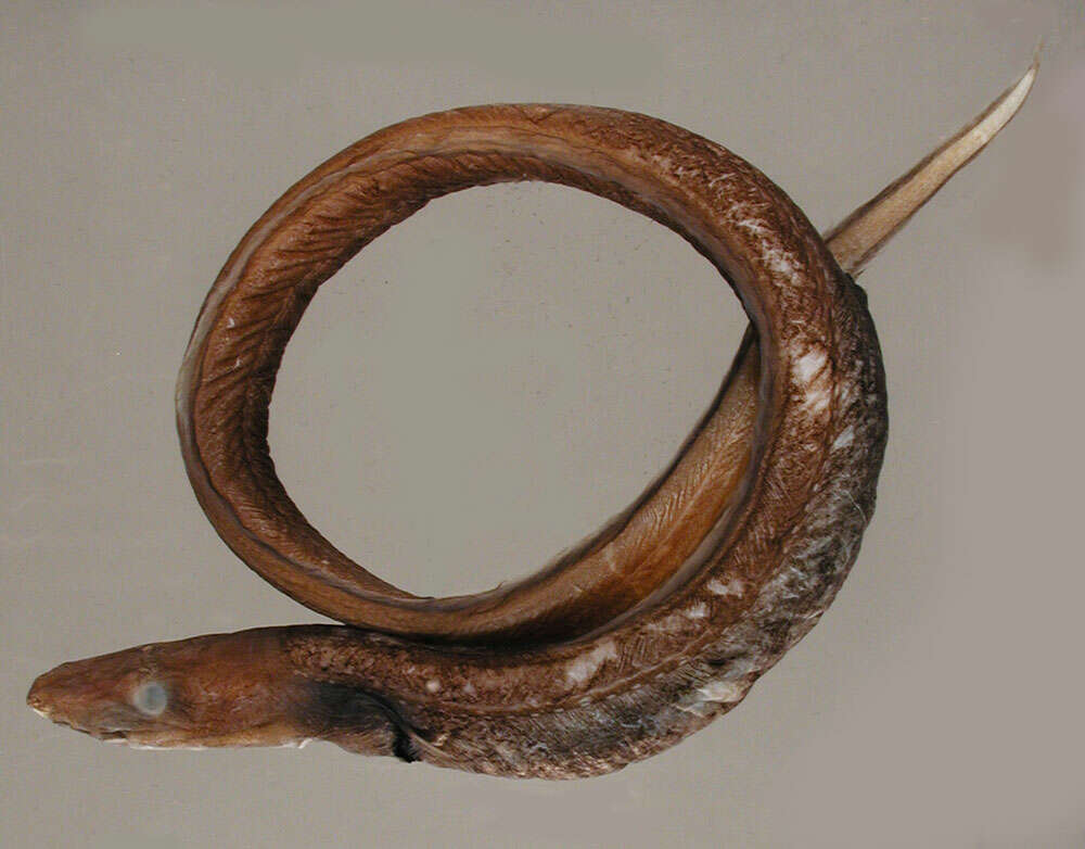 EelOrNoEel's tweet photo. #Acromycter_perturbator is a species of Conger Eel (#Congridae ) found in the northwestern and western central Atlantic Ocean, including the Bahamas, the United States, and Jamaica. It is typically found at depths from 1299–1318 m.
https://t.co/TWvD2C2EfR https://t.co/Fb0N4WfXq1