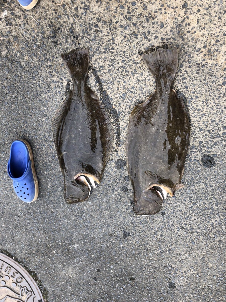 stream_climbing's tweet photo. 釣りに行きたい...
最後に釣りしたのは、8月のイワシ五目...
ヒラメは30枚超で70cm級が2枚混じりました https://t.co/lOJKsCyPkS