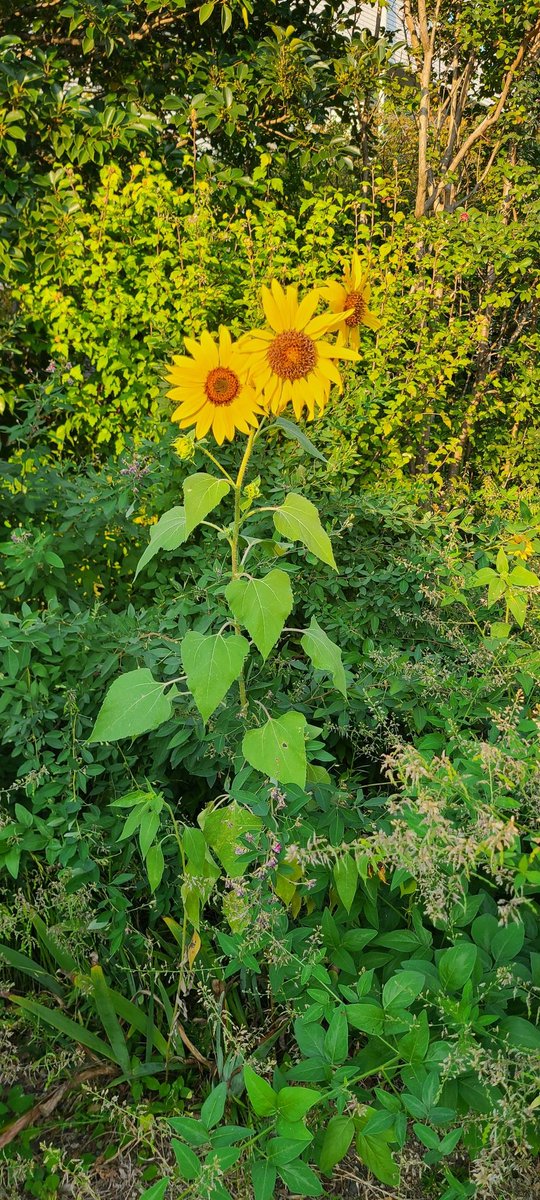 10月やのにヒマワリ咲いてるよ☺️やったあ～👍️オリックス優勝🏆️～👍️