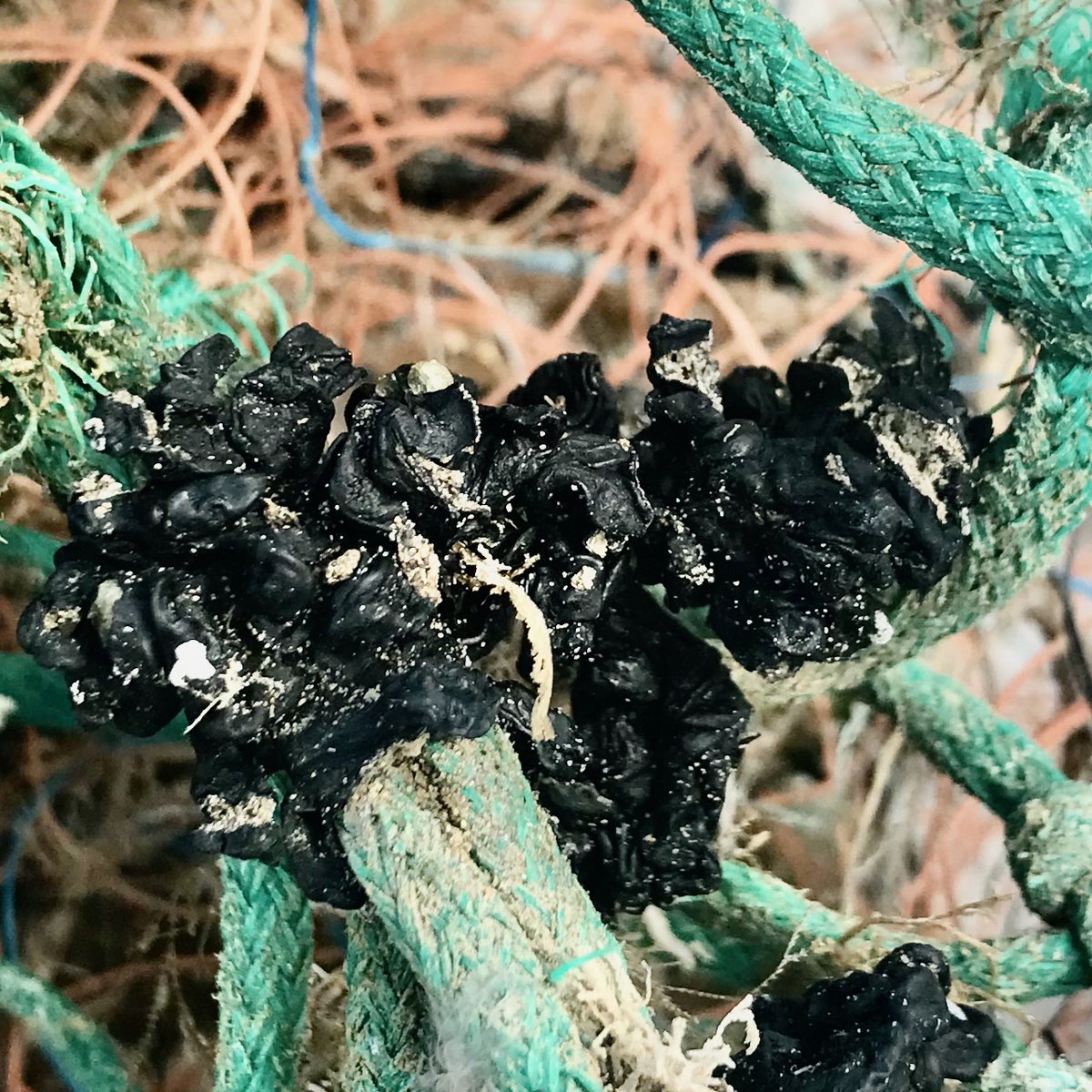 StrandlinersCIC's tweet photo. #PlasticPollution survey #7
What a great @mcsuk #GreatBritishBeachClean at #ryeharbour with @ryeharbour_NR @SussexWildlifeTrust
83% plastic by items
Cuttlefish eggs on old fishing net
#beyondthebeachclean
#Identifyandrecord #stopatsource
#cleaningupisnotenough #dataisevidence https://t.co/CqTdijcZPC