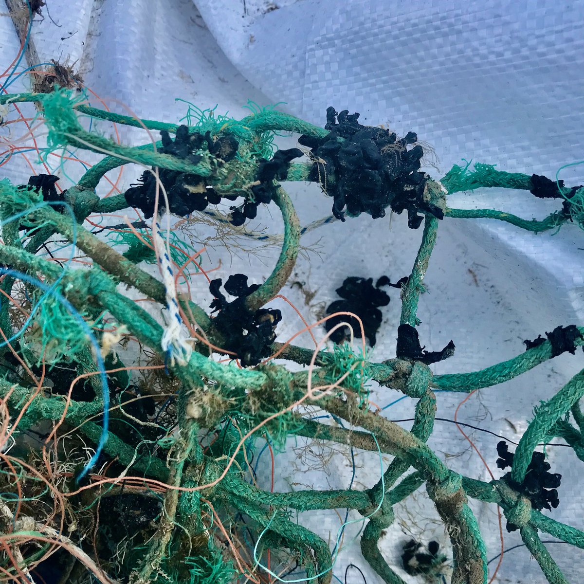 StrandlinersCIC's tweet photo. #PlasticPollution survey #7
What a great @mcsuk #GreatBritishBeachClean at #ryeharbour with @ryeharbour_NR @SussexWildlifeTrust
83% plastic by items
Cuttlefish eggs on old fishing net
#beyondthebeachclean
#Identifyandrecord #stopatsource
#cleaningupisnotenough #dataisevidence https://t.co/CqTdijcZPC