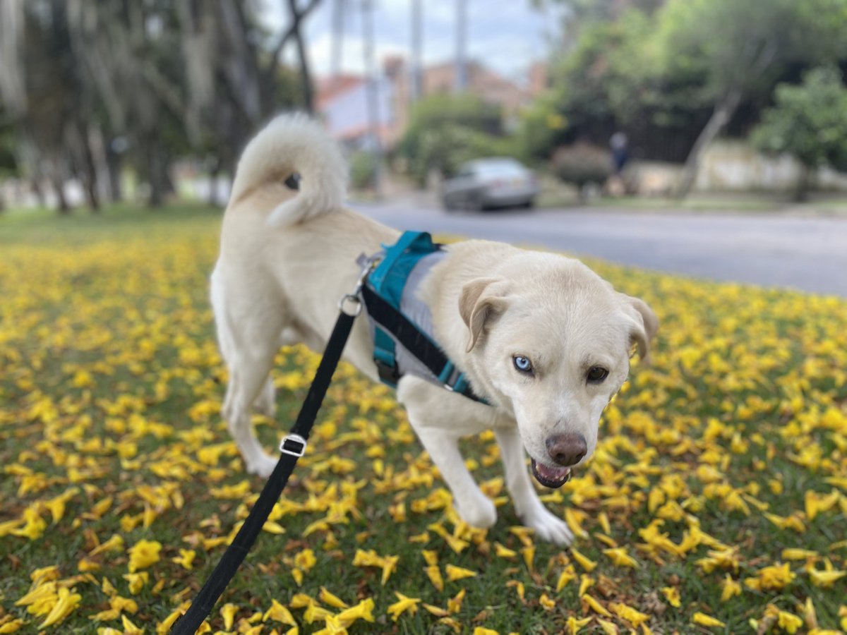 ¿Quieres tener en tu vida energía perruna? Adopta no compres. #BrunoPerroPlanetario