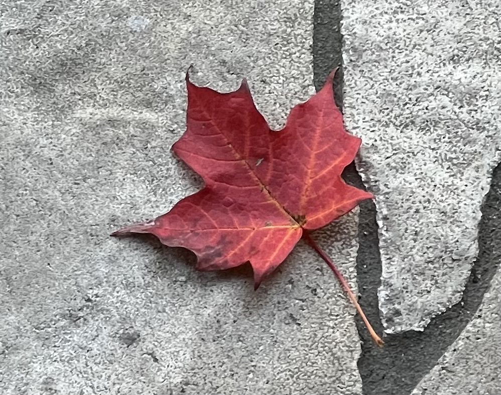 Stuntman Stu tweet media