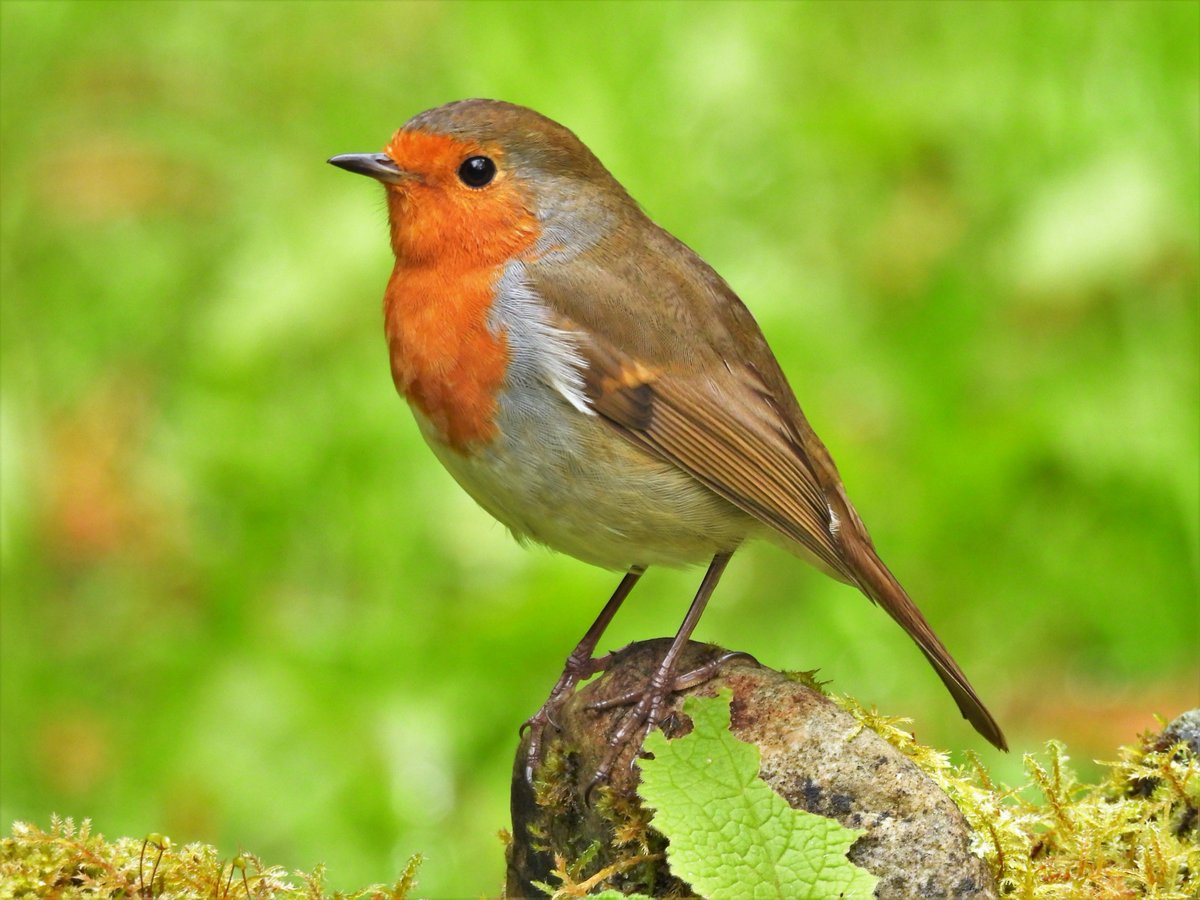 Robin - garden wildlife, Argyll