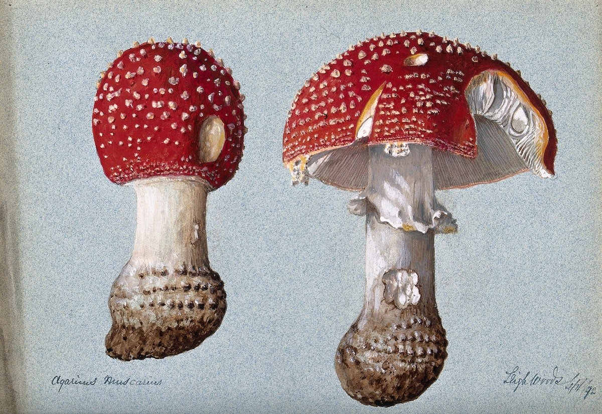 nataliagelos's tweet photo. Mañana, en el taller con @MananSofia , Mundo fungi https://t.co/FWLp7wIlDE