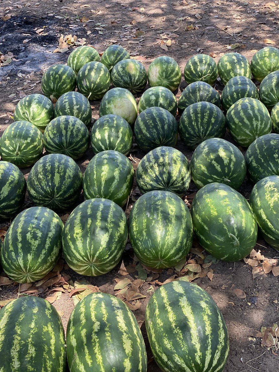 TNeumbo's tweet photo. We sell in bulks! 
📍 Epalela nearby by Olushandja dam. 
☎️ +264 817148674 https://t.co/IRS890YKu6