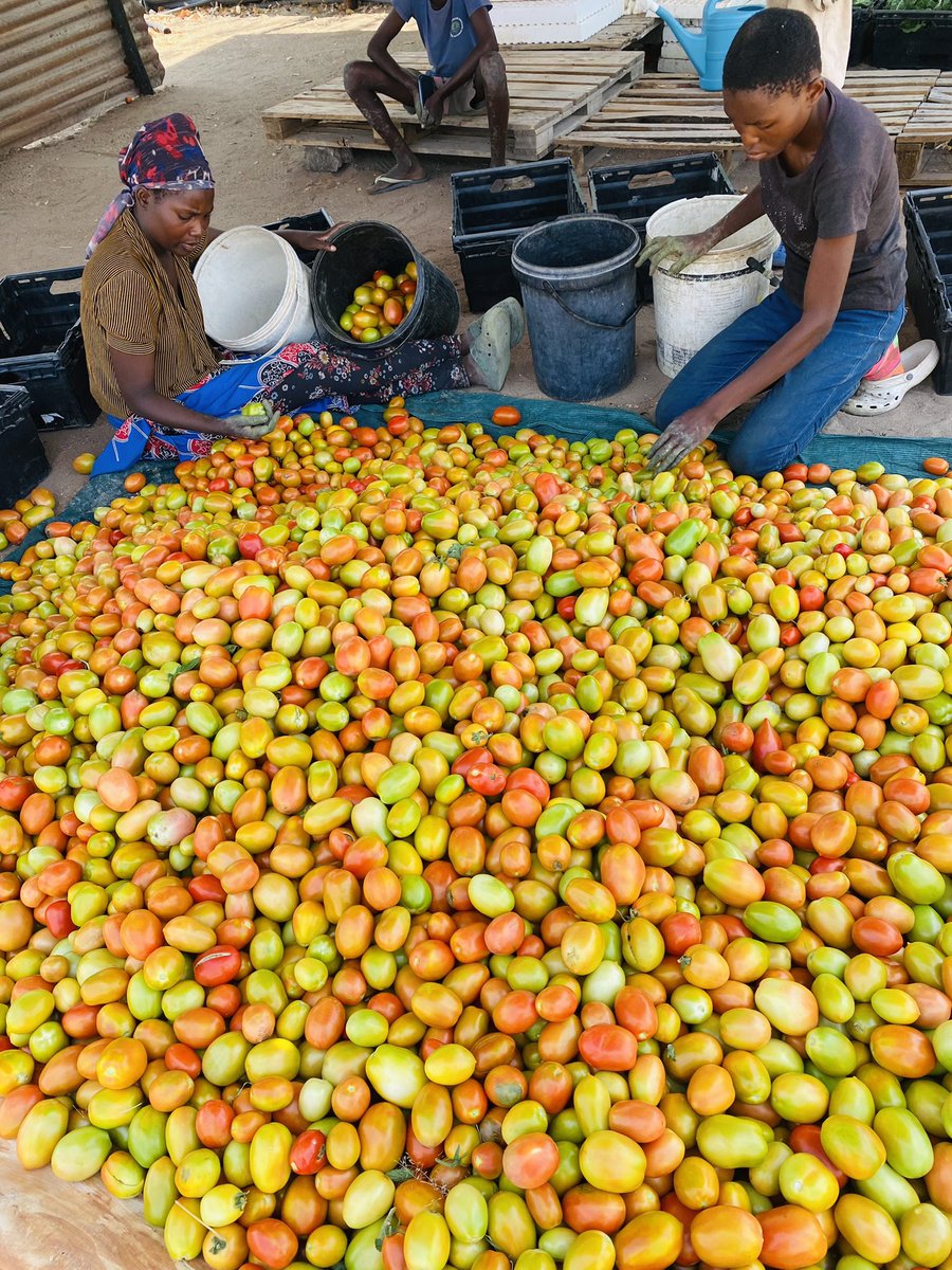 TNeumbo's tweet photo. We sell in bulks! 
📍 Epalela nearby by Olushandja dam. 
☎️ +264 817148674 https://t.co/IRS890YKu6