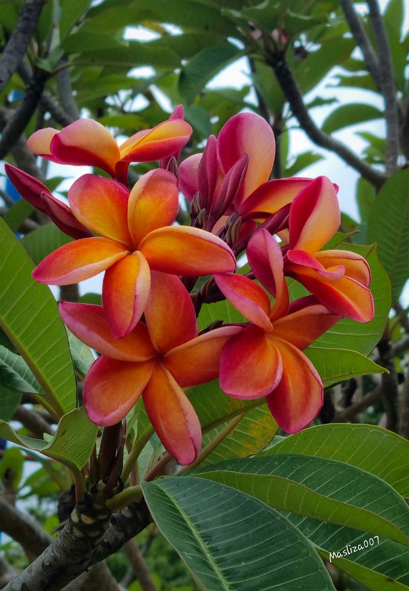MaslizaMustafa's tweet photo. Bunga kemboja/ Frangipani (Plemuria rubra)
#Flowers #flowerphotography #nature #NaturePhotography #amateurphotographer #itsthelittlethingsinlife #telukbatik #Perak https://t.co/hAxrPvOs8m