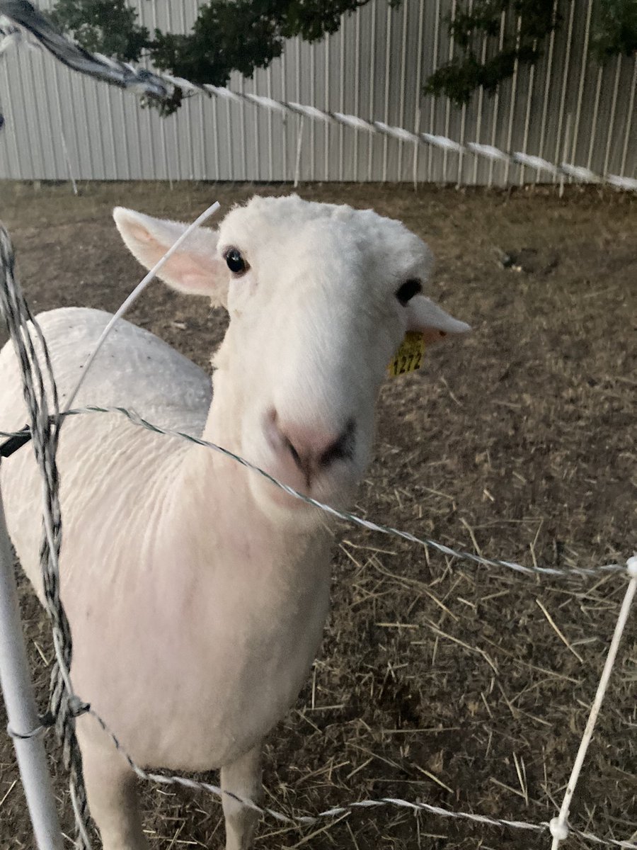 DayshitAtFreds's tweet photo. Hi guys and gays, we have new team members and it’s so fucking swag so we are getting the third page out!!! 💪💪💪💪💪💪 also pic of my epic cat I sheared yesterday - Schwifty https://t.co/x2U3W0jGNQ