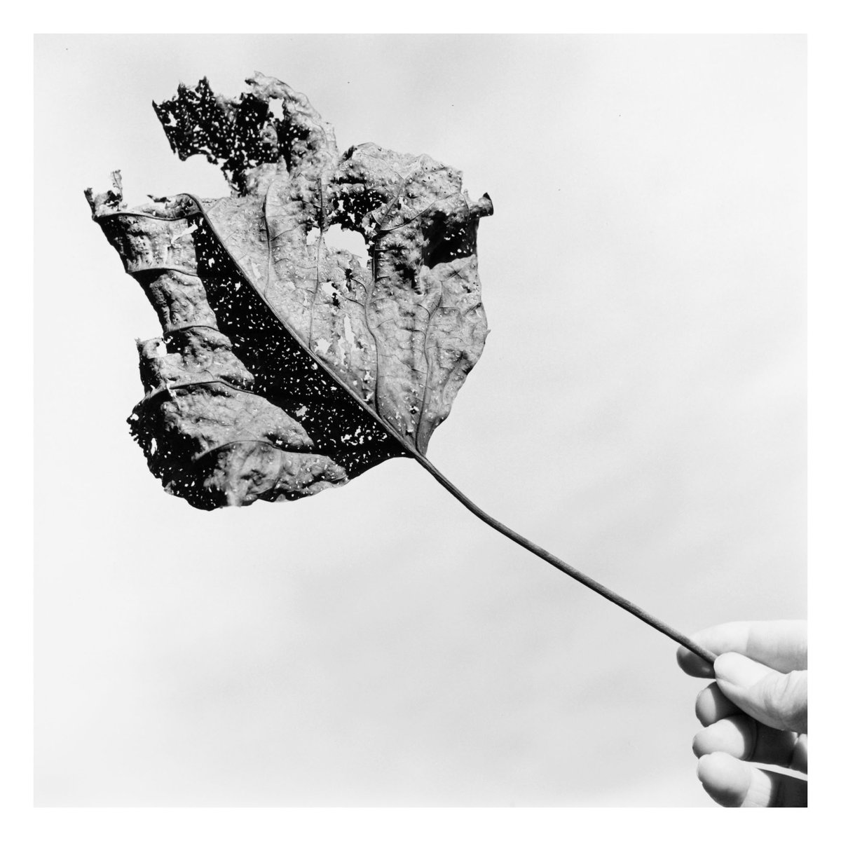 #ArtoftheDay: Mr. Fred Rogers Juried Exhibition
"Season's End" by Richard A. Stoner (Gelatin Silver Print, $450) currently on view in our gallery