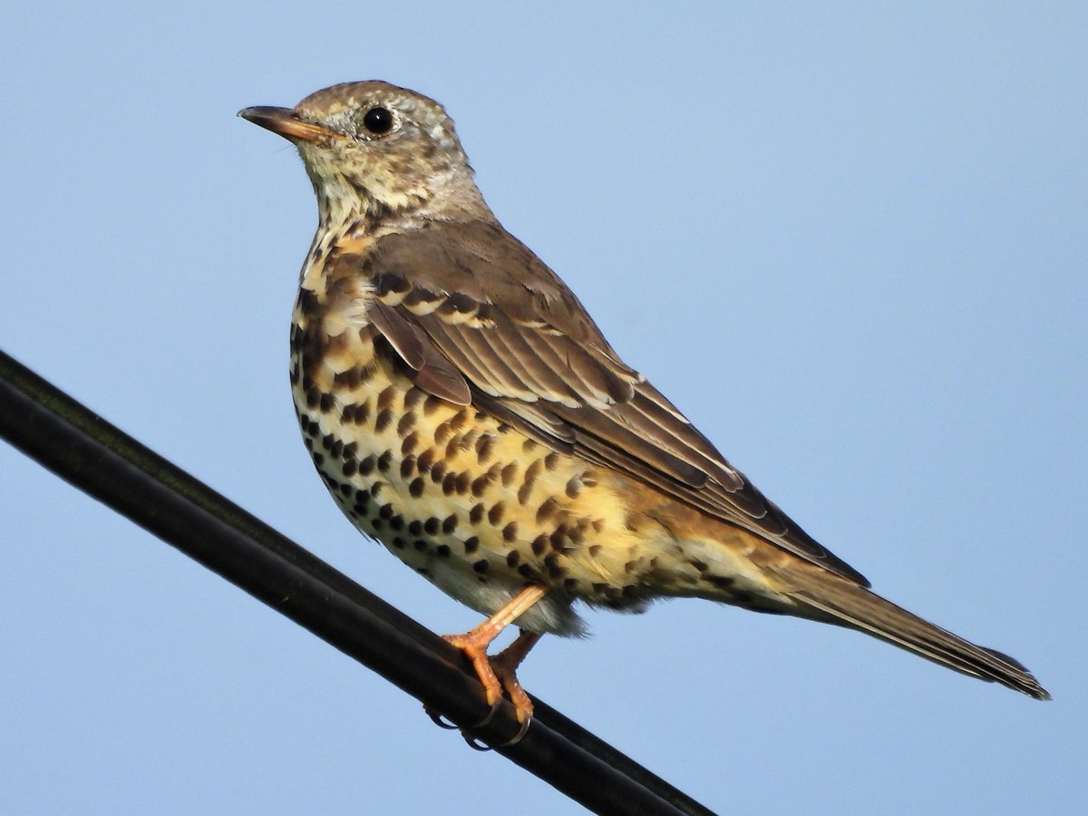 Mistle Thrush - local wildlife, Argyll