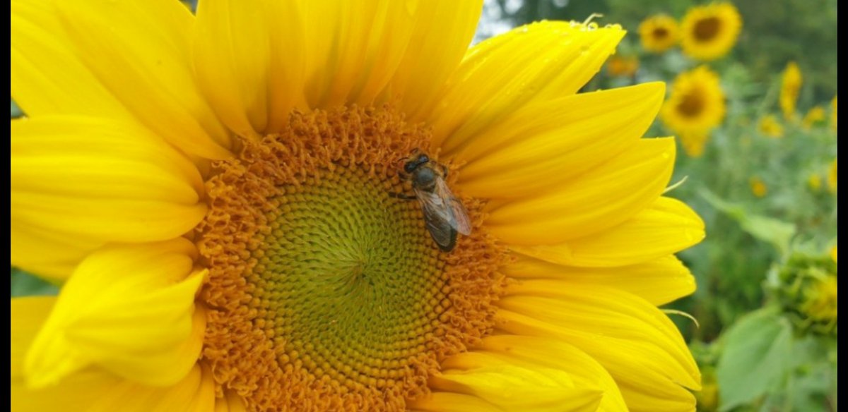 PlacetoBeeLTO's tweet photo. De #zonnebloem 🌻 zit zeker in de #bloeiboog voor de #bestuivers bij onze #PlacetoBee boeren en tuinders 👩‍🌾👨‍🌾. Belangrijke voedselbron in augustus voor #wildebijen 🐝  #hommels 🐝 #zweefvliegen 🐝 én mooi om te zien 🌞😎 #biodiversiteit 
#fot_O_ktober #fotochallenge https://t.co/ipFUehQ2fw